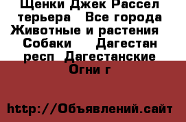 Щенки Джек Рассел терьера - Все города Животные и растения » Собаки   . Дагестан респ.,Дагестанские Огни г.